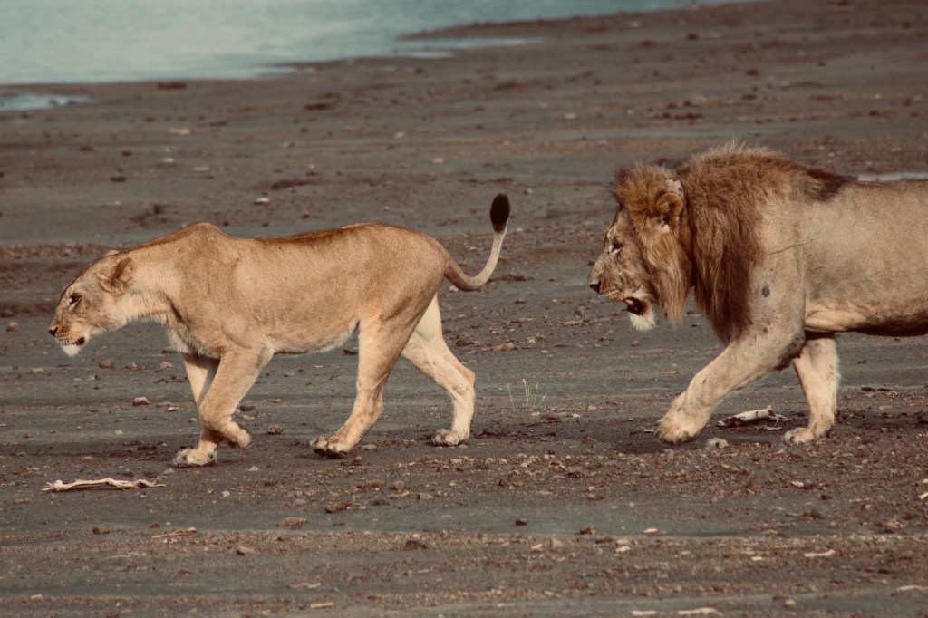 Ultimate Guide to Planning a Safari&nbsp;Honeymoon