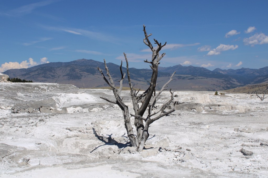 Image of a tree